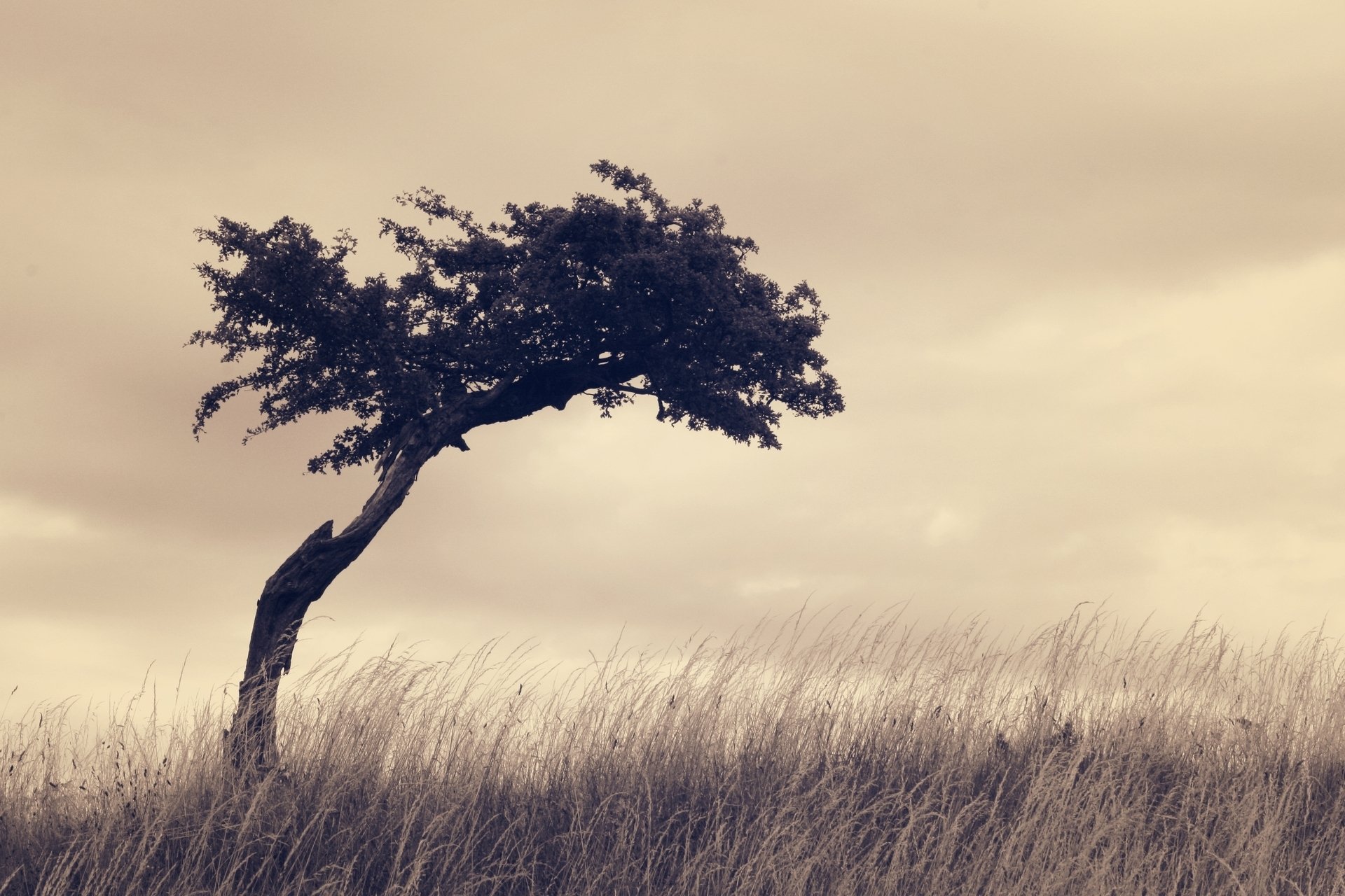 A sepia-toned HD desktop wallpaper featuring a lonely tree standing in tall grass under a cloudy sky, capturing serene natural beauty.