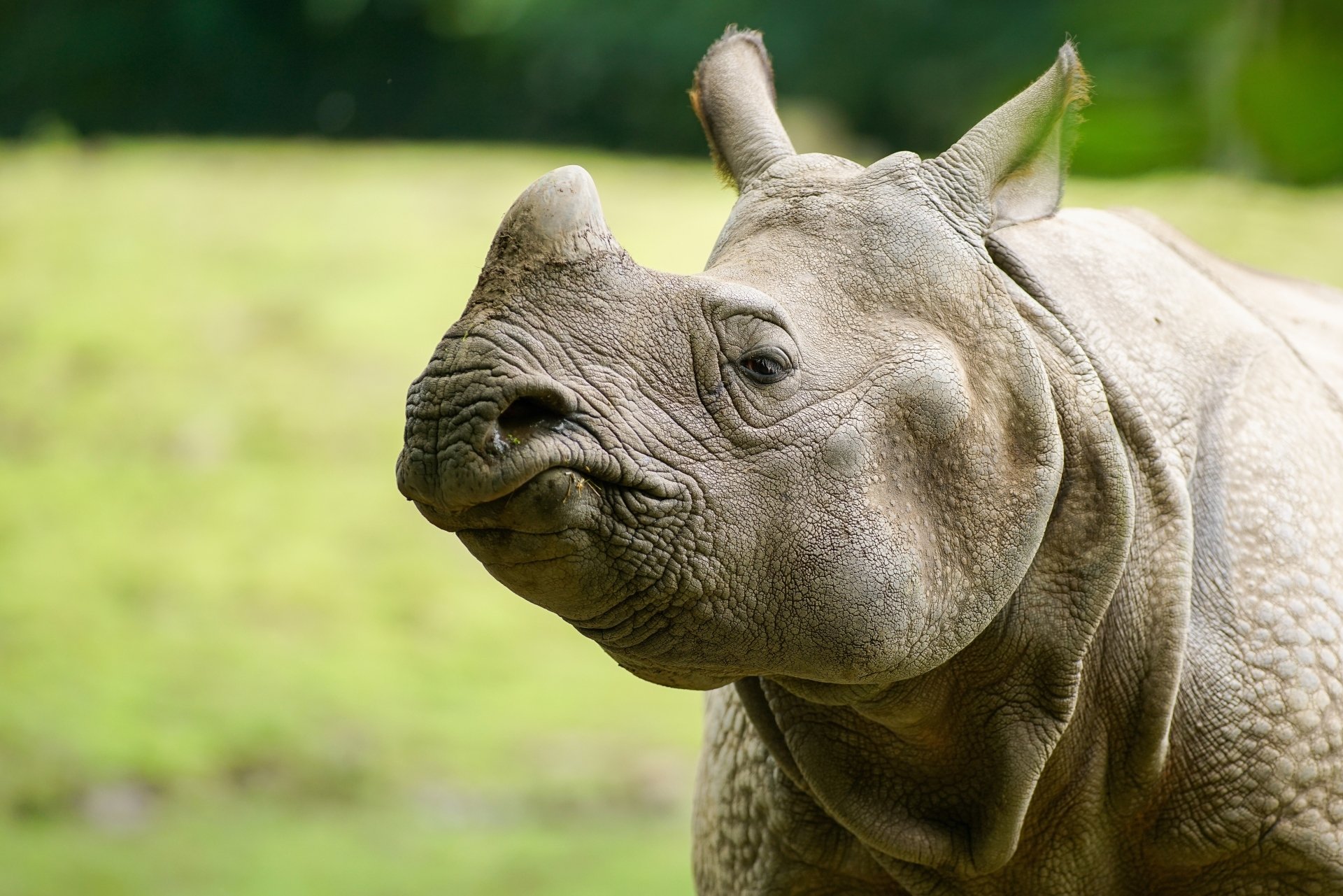 Animal: close-up of a rhino against soft green bokeh — 4K Ultra HD PC desktop wallpaper and background.