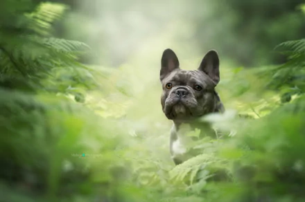 A French bulldog with a focused stare walks through vibrant green ferns, captured in an HD desktop wallpaper showcasing nature and animal charm.