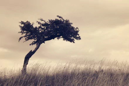 A sepia-toned HD desktop wallpaper featuring a lonely tree standing in tall grass under a cloudy sky, capturing serene natural beauty.