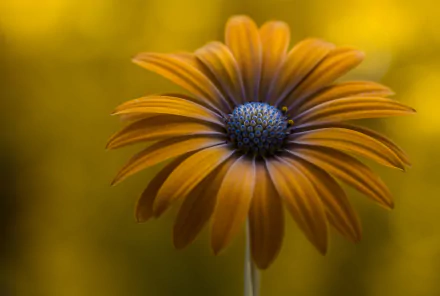 Close-up HD desktop wallpaper of a yellow daisy flower with detailed petals and a blurred yellow background, showcasing the beauty of nature.