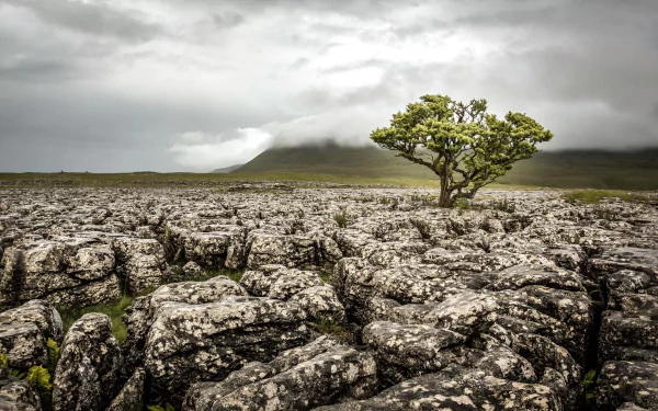 nature landscape lonely tree tree HD Desktop Wallpaper | Background Image
