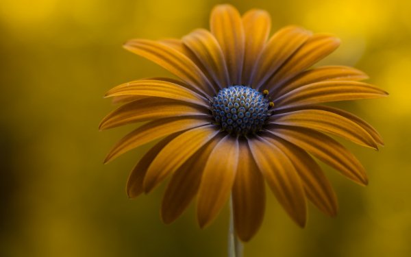 Earth Daisy Flowers Flower Close-Up Yellow Flower Nature HD Wallpaper | Background Image