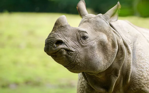 Animal: close-up of a rhino against soft green bokeh — 4K Ultra HD PC desktop wallpaper and background.