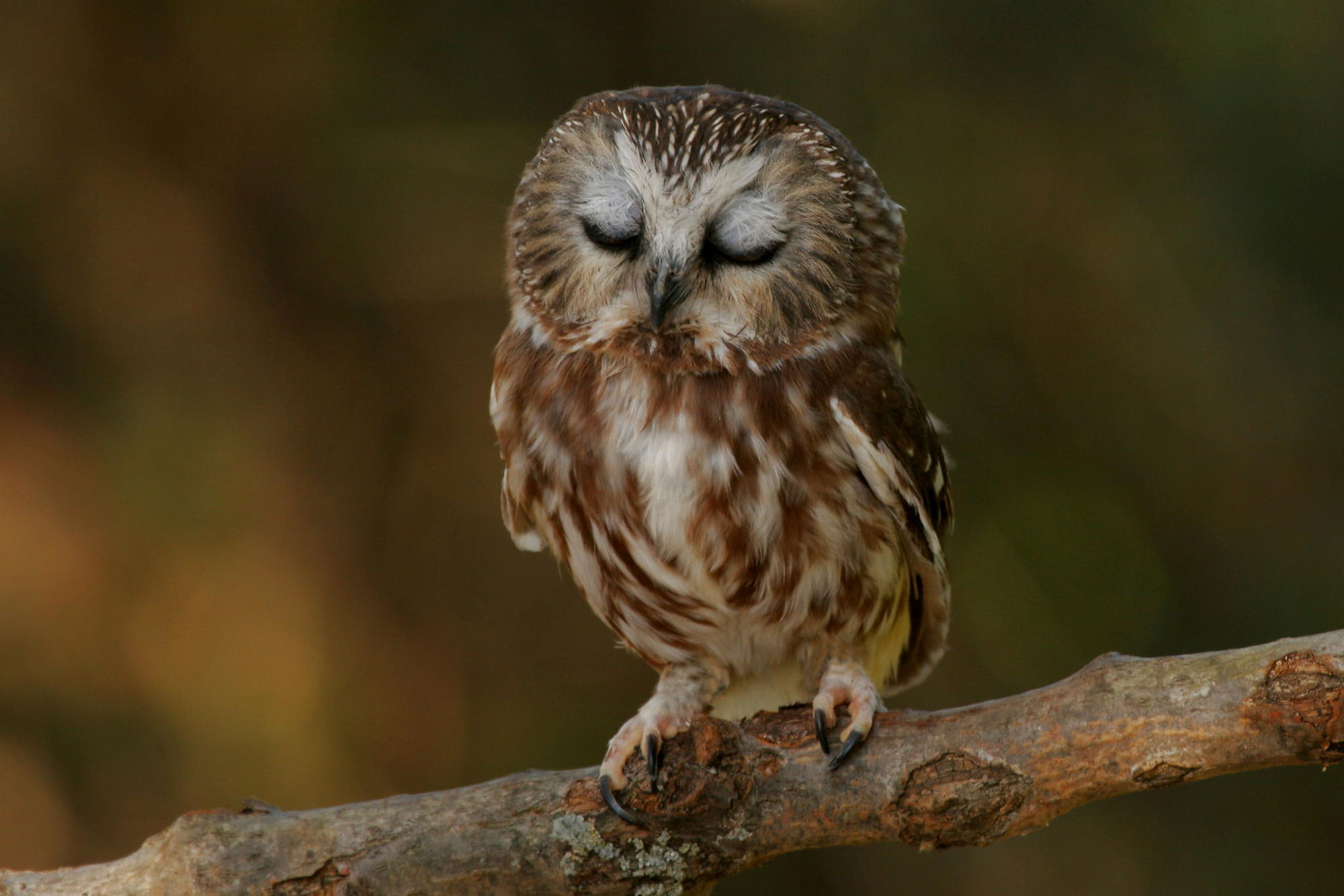 Cute Baby Owl Wallpapers