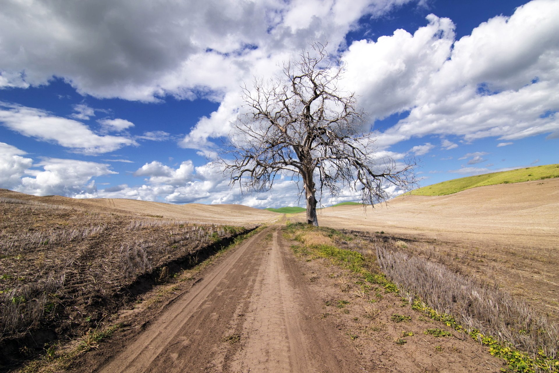 Download Field Cloud Landscape Dirt Road Lonely Tree Nature Tree HD ...