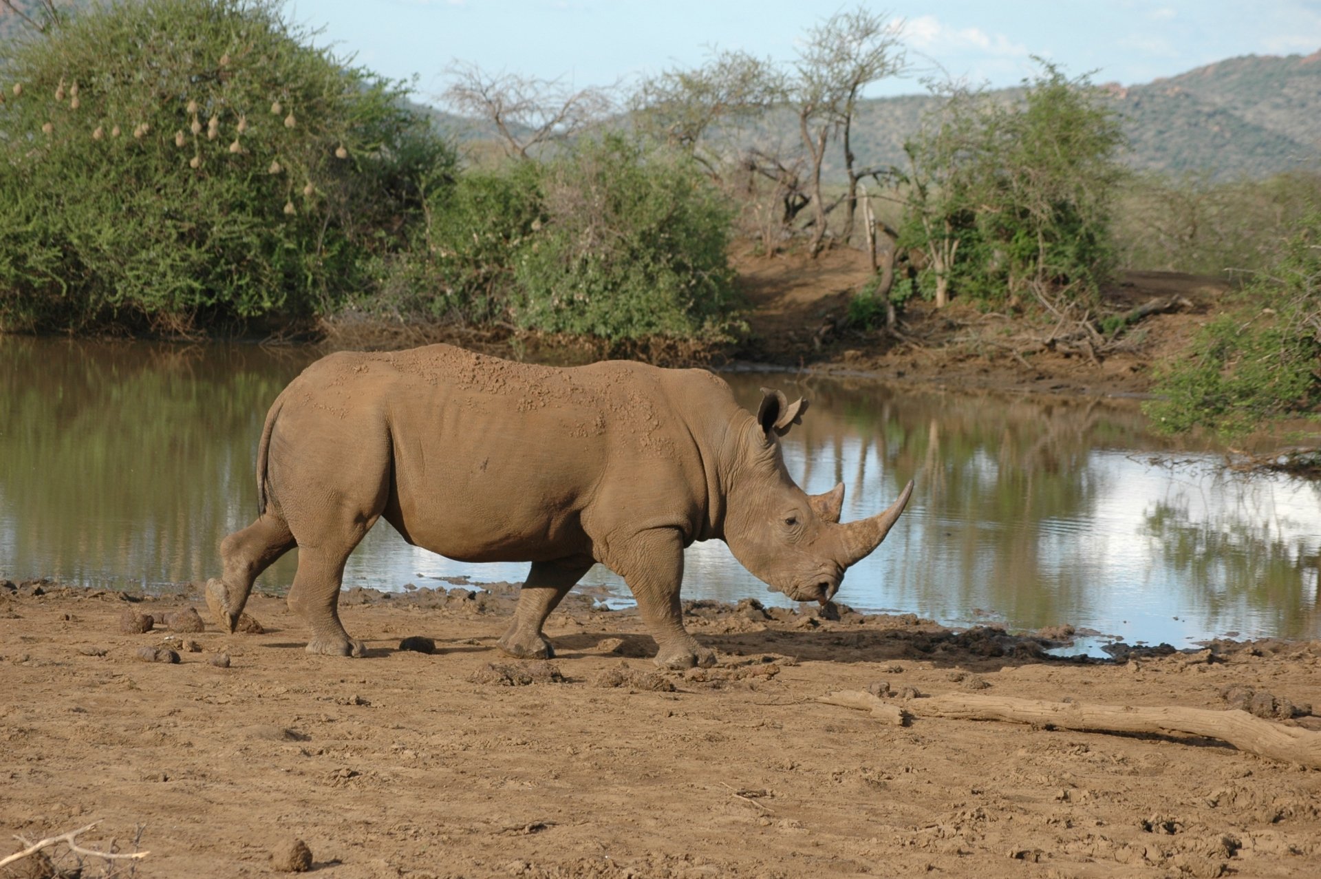 Download Africa Animal Rhino HD Wallpaper by HaLu2803