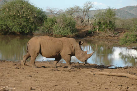  Rhinoceros in a wildlife reserve in South Africa by HaLu2803