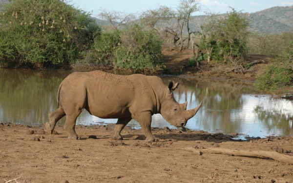  Rhinoceros in a wildlife reserve in South Africa by HaLu2803