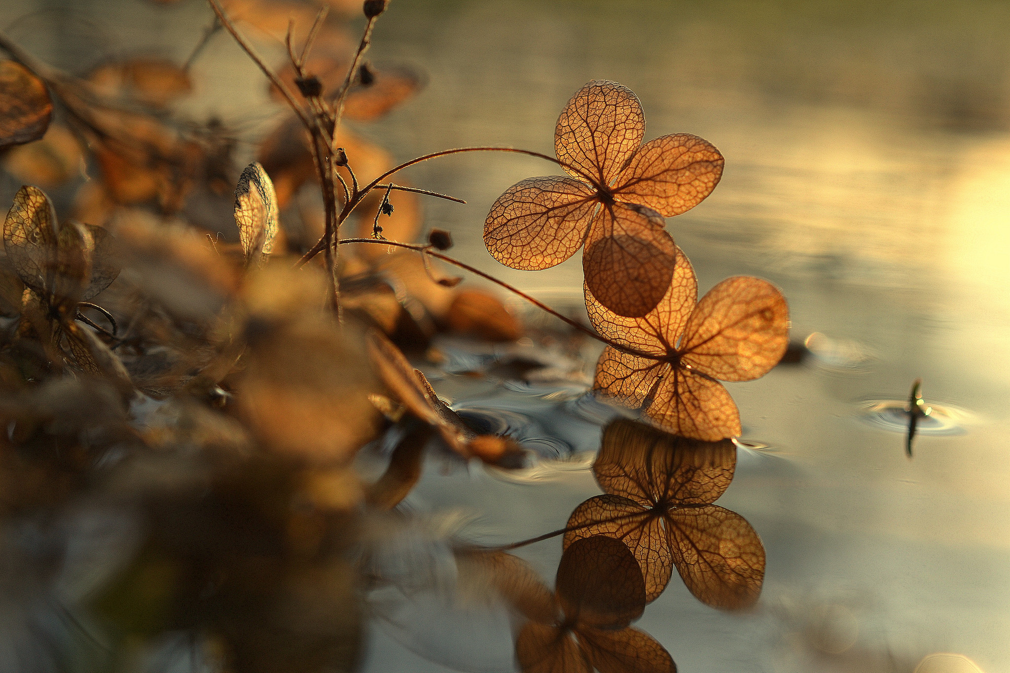 Nature’s Mirror: Serene Plant Reflections in Water – HD Wallpaper