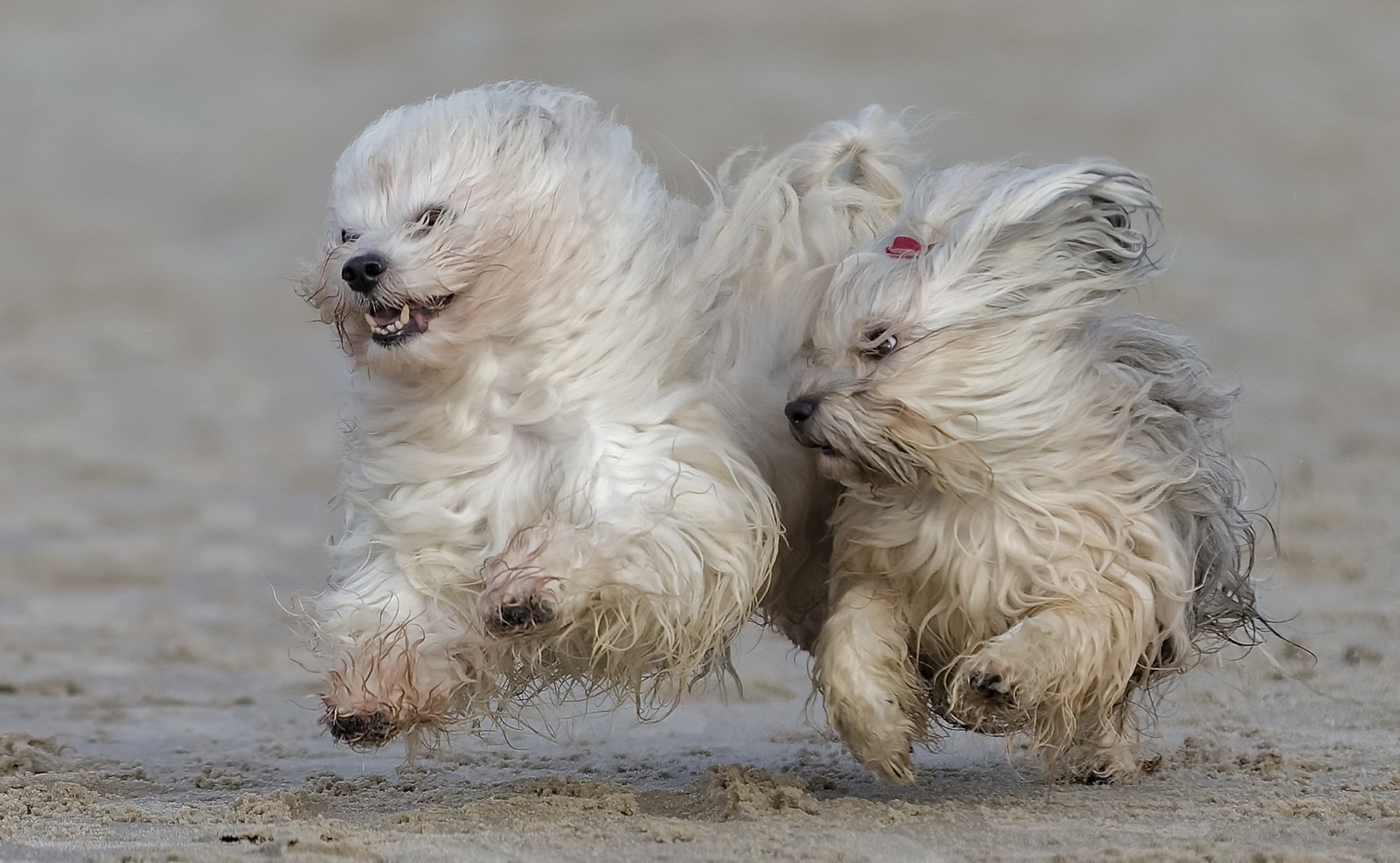Playful Havanese Dogs Frolicking on the Beach – HD Animal Wallpaper by Hans  Surfer Follow, image size:1920x1184