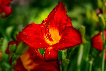 Close-up HD image of a vibrant red daylily flower in full bloom against a blurred green natural background.