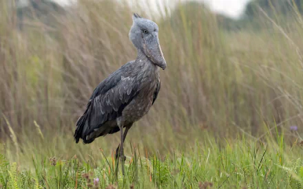 bird Animal Shoebill HD Desktop Wallpaper | Background Image