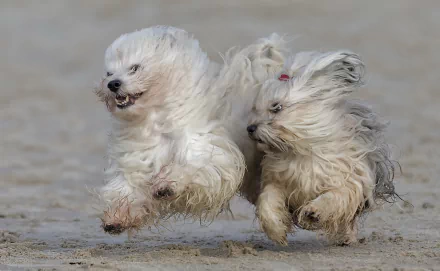 Two playful Havanese dogs running on a sandy beach, captured in an HD desktop wallpaper and background image.