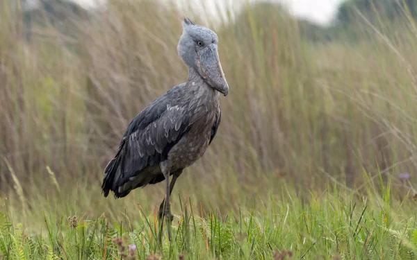 bird Animal Shoebill HD Desktop Wallpaper | Background Image