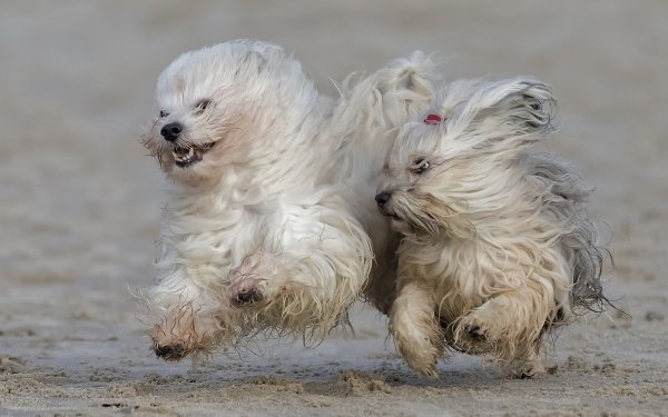 Animal Dog Dogs Havanese Beach HD Wallpaper | Background Image