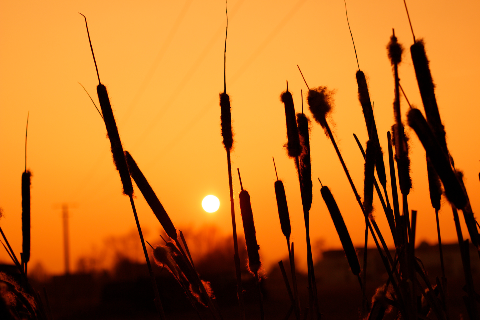 Download Plant Nature Sun Sunset HD Wallpaper