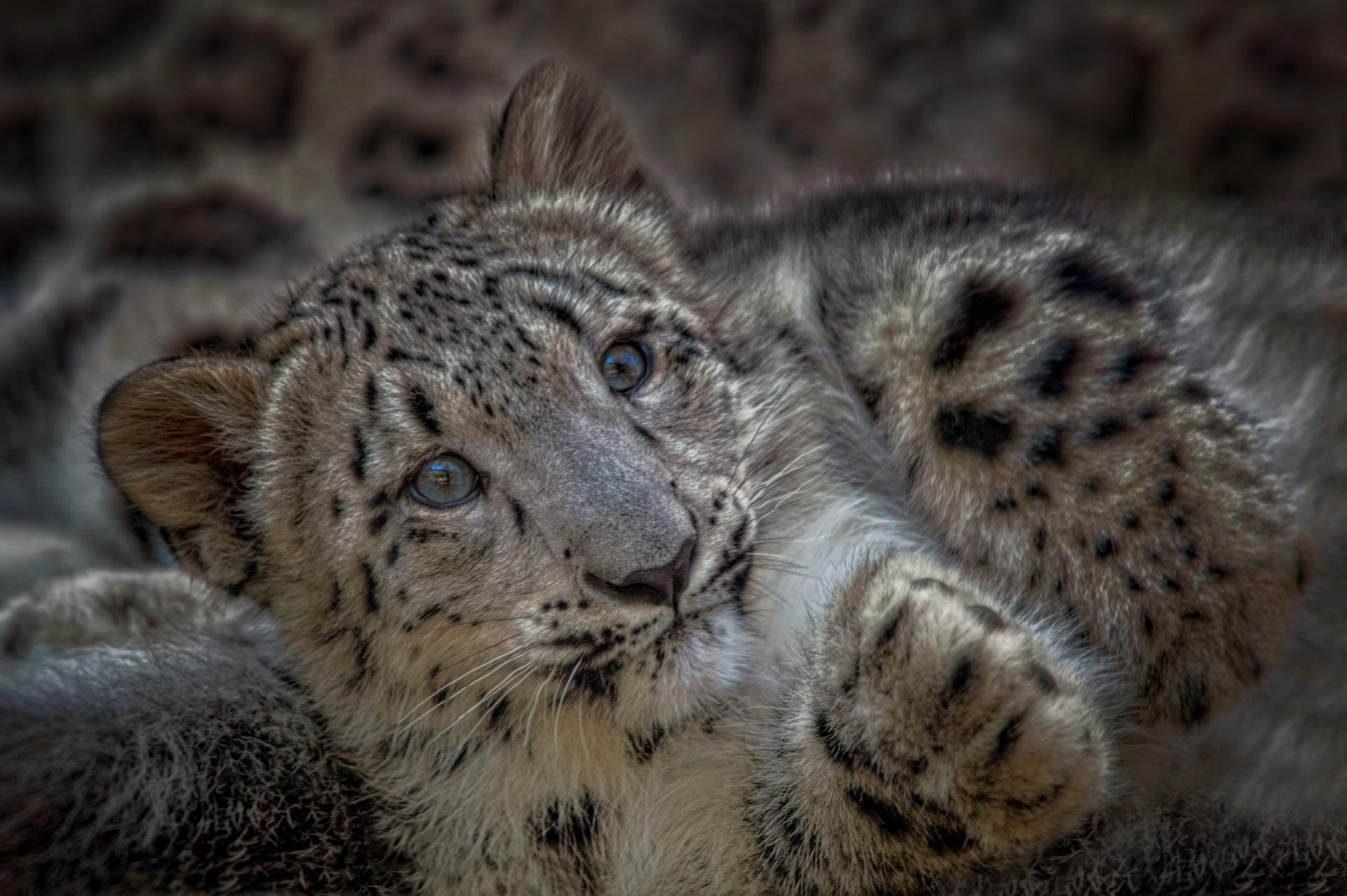Snow leopard cub close-up resting on fur, detailed 2K Quad HD PC desktop wallpaper background highlighting its spotted coat and curious blue-gray eyes.
