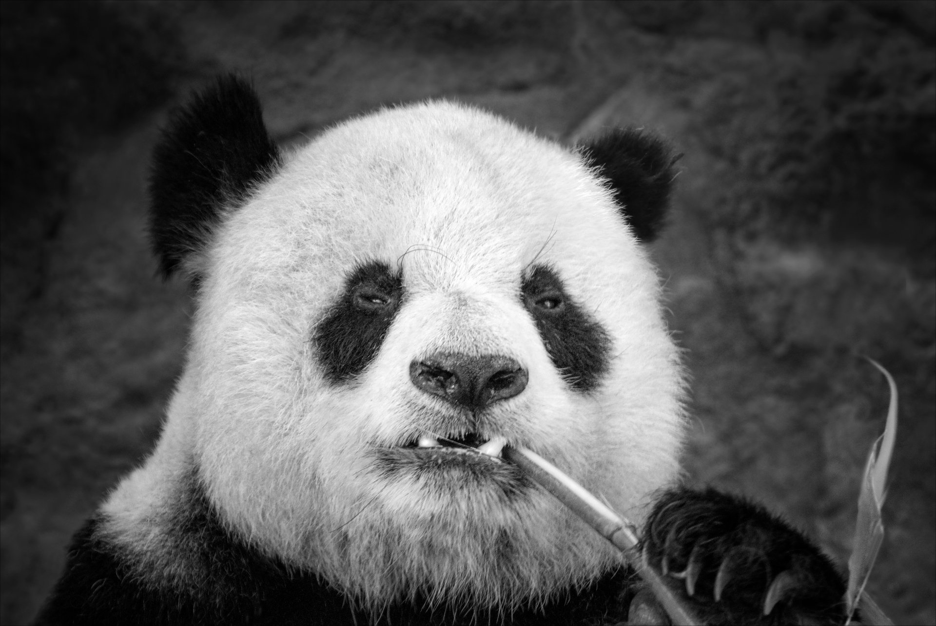 Download Black & White Animal Panda 4k Ultra HD Wallpaper by Kathy