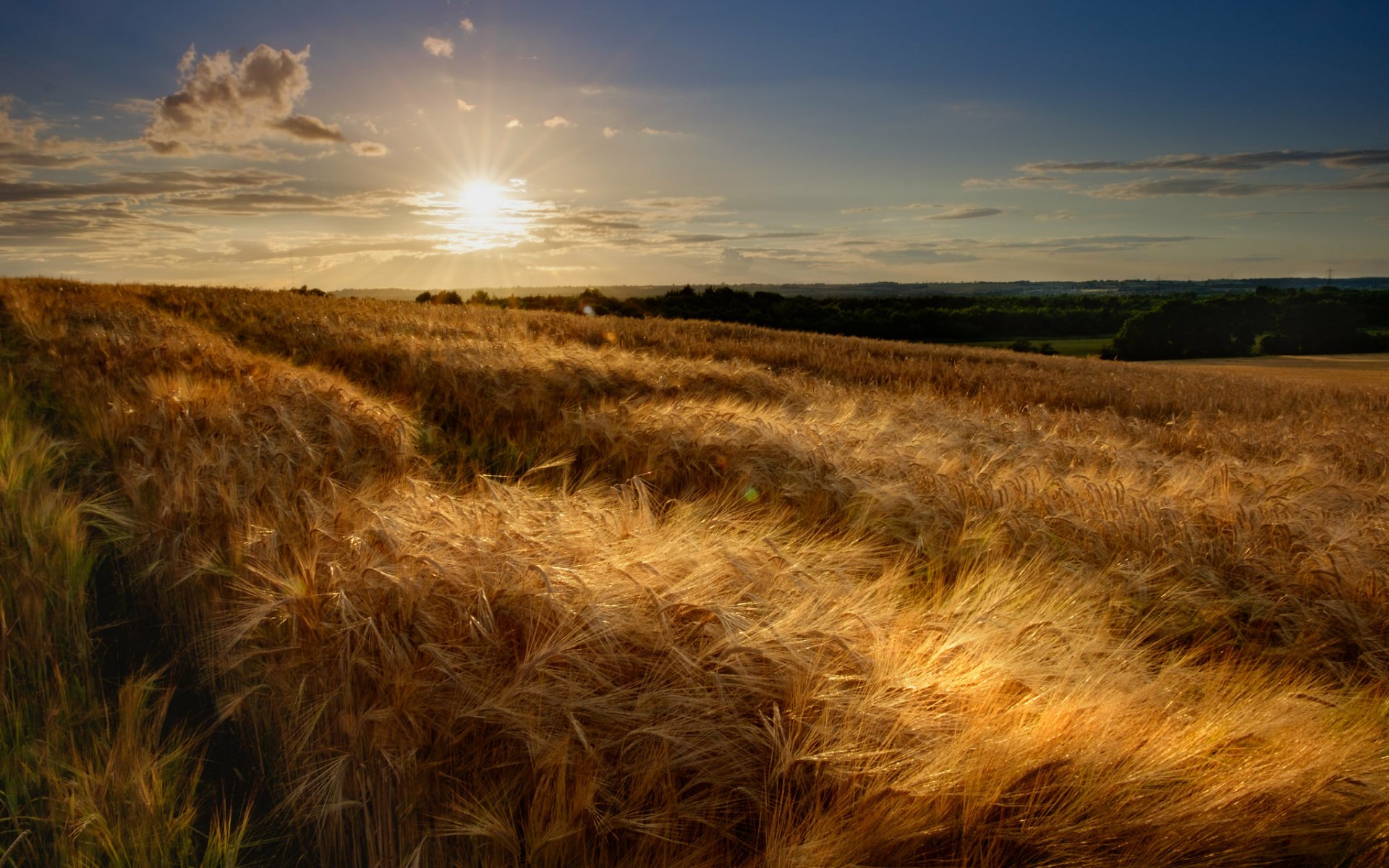 Nature Wheat HD Wallpaper