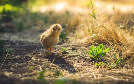 HD PC desktop wallpaper featuring a small chick standing on sunlit ground with sparse grass and natural outdoor background.