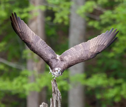 HD PC desktop wallpaper/background: Osprey (bird), an animal, soaring with wings spread over a blurred green forest.