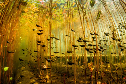 HD desktop wallpaper featuring numerous tadpoles swimming among aquatic plants in a sunlit underwater environment.