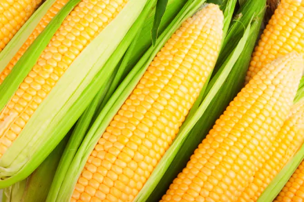 food corn HD Desktop Wallpaper | Background Image
