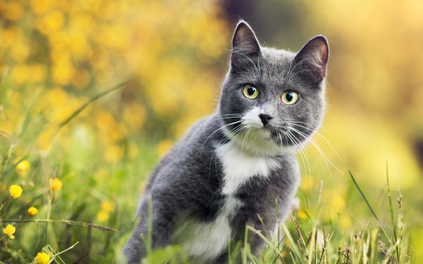 Animal Cat Cats Bokeh Grass HD Wallpaper | Background Image