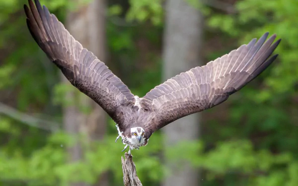 HD PC desktop wallpaper/background: Osprey (bird), an animal, soaring with wings spread over a blurred green forest.