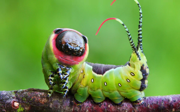  moth caterpillar
