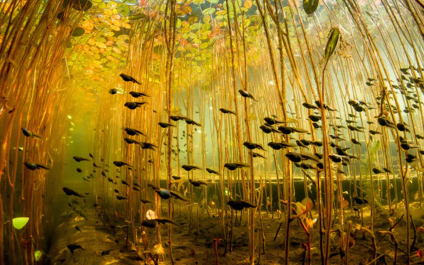 HD desktop wallpaper featuring numerous tadpoles swimming among aquatic plants in a sunlit underwater environment.