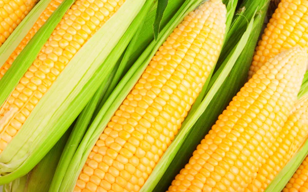 food corn HD Desktop Wallpaper | Background Image
