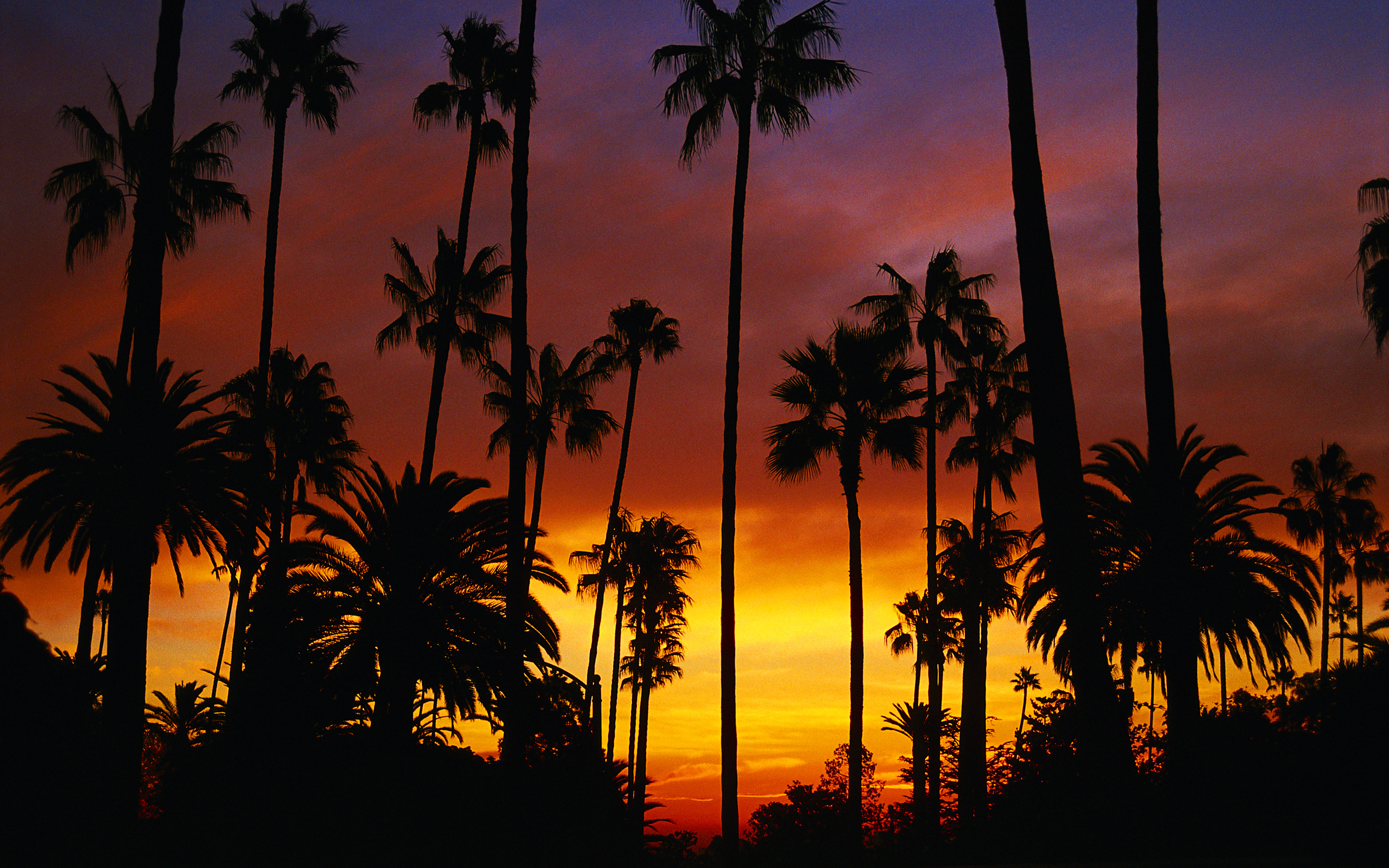 Image California Los Angeles USA Sunset Street Roads palm trees