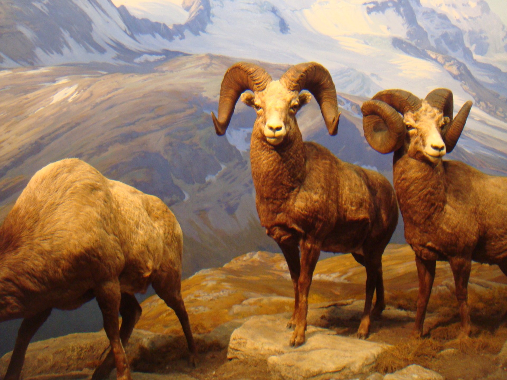 2K Quad HD desktop wallpaper of three bighorn sheep standing on rocky alpine slopes with distant snow-capped mountains under a soft sky.