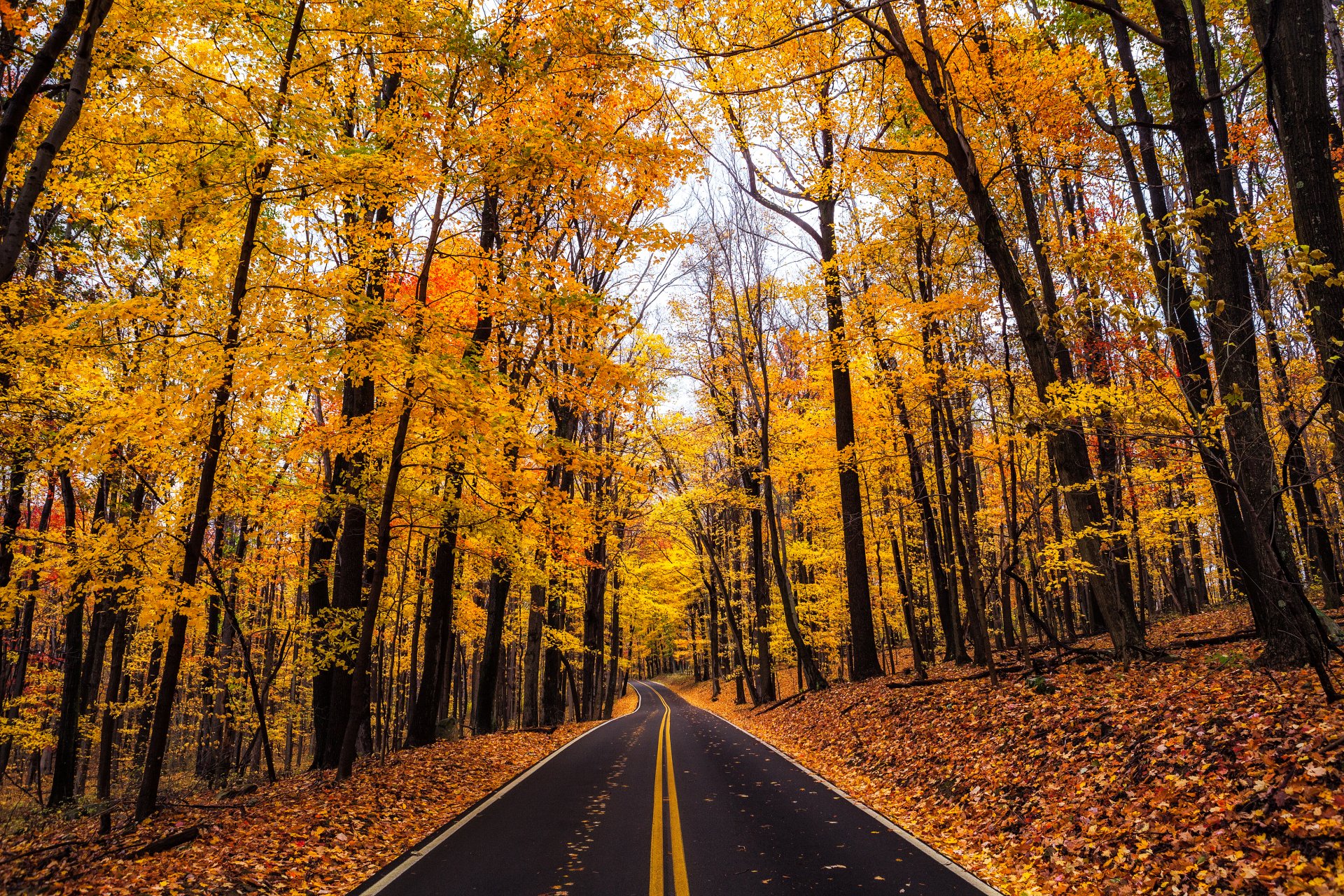 Autumn Road Through Golden Forest — 4K Ultra HD Wallpaper by Michael ...