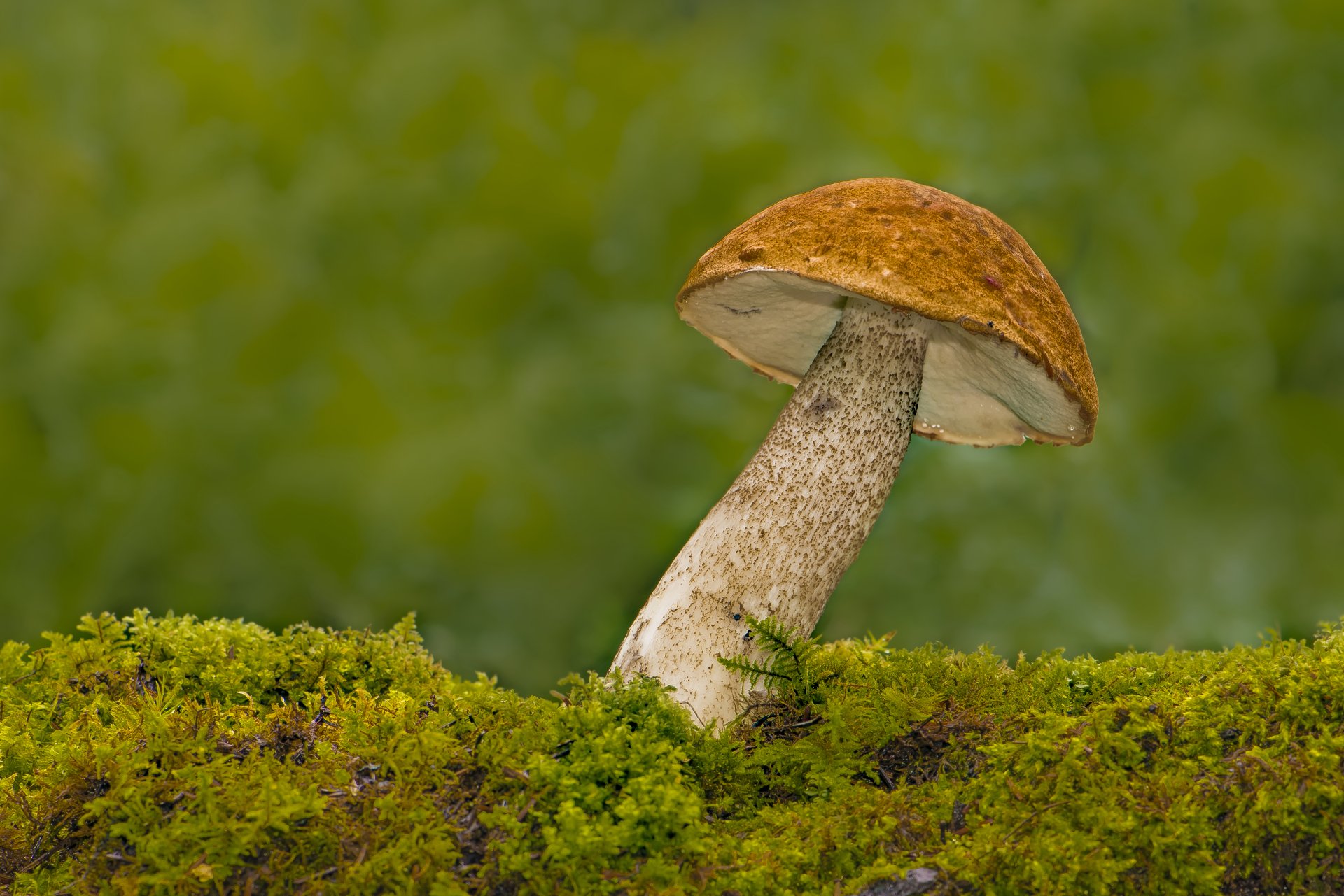 Download Close-up Blur Moss Nature Mushroom 8k Ultra HD Wallpaper