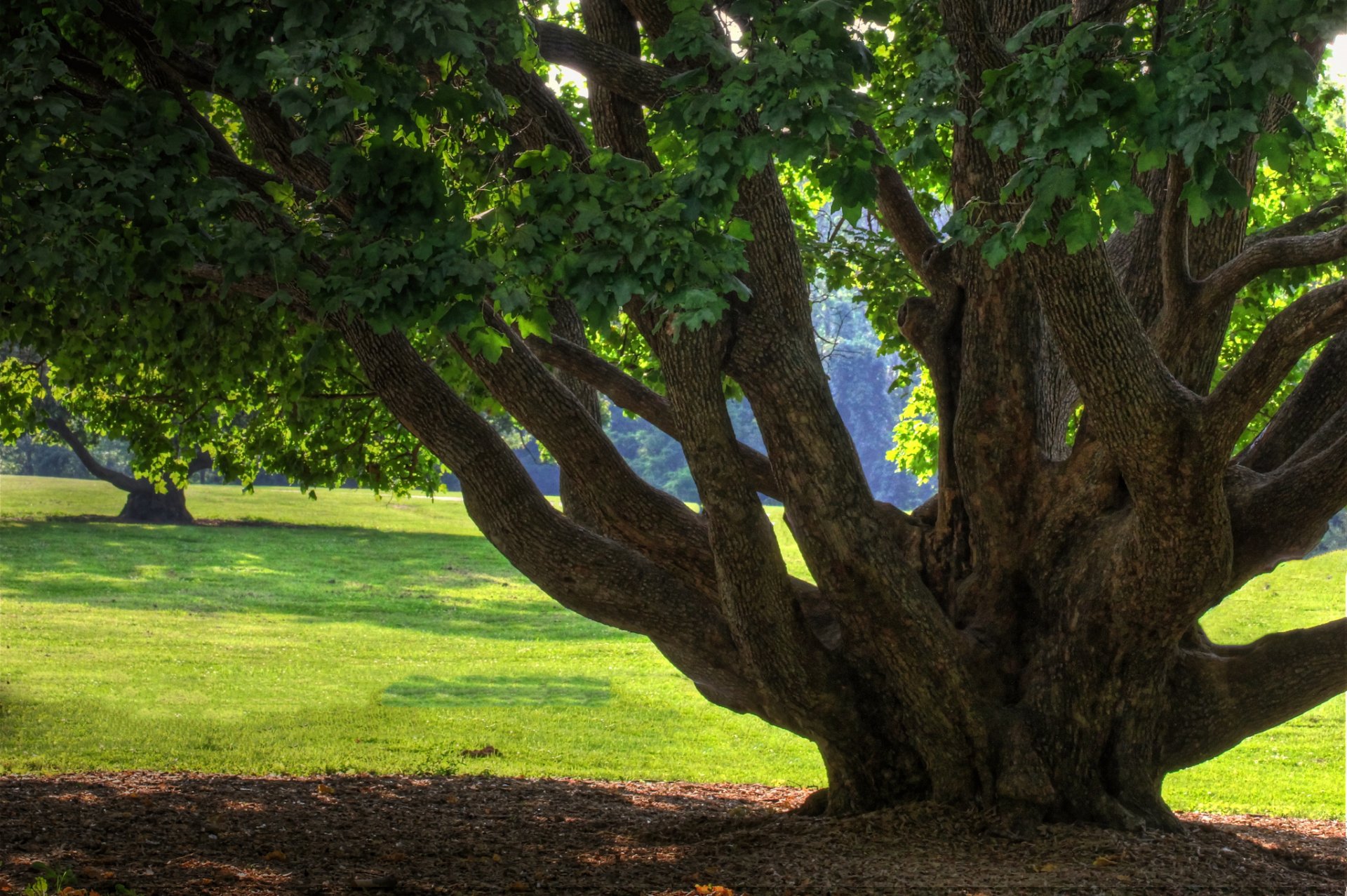 HD desktop wallpaper featuring a large tree with sprawling branches in sunny natural surroundings, showcasing lush greenery and vibrant daylight.