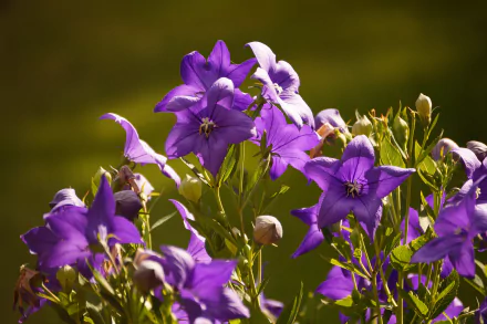 purple flower nature flower HD Desktop Wallpaper | Background Image