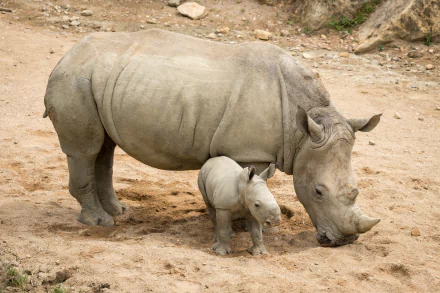 A baby rhino stands beside its mother in a sandy setting, showcasing the bond between these gentle giants. This HD image serves as a captivating desktop wallpaper or background.