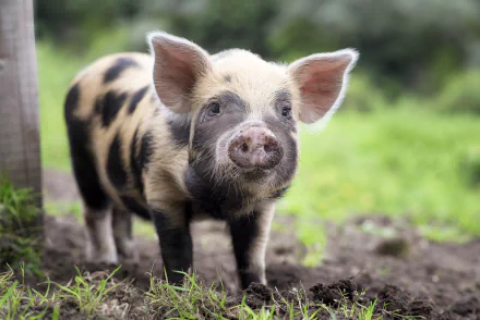 A charming piglet with distinctive black and brown spots stands in a grassy field, showcasing its playful nature. This HD desktop wallpaper brings a touch of the farm to your background.