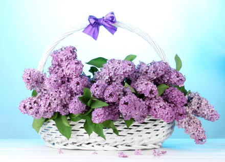  lavender lilacs in a basket