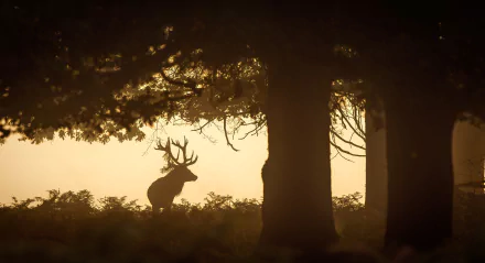 silhouette Animal deer HD Desktop Wallpaper | Background Image