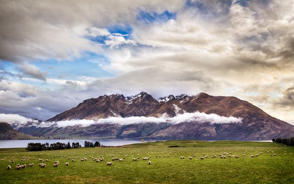 Nature Mountain Mountains New Zealand Sheep Landscape Cloud HD Wallpaper | Background Image