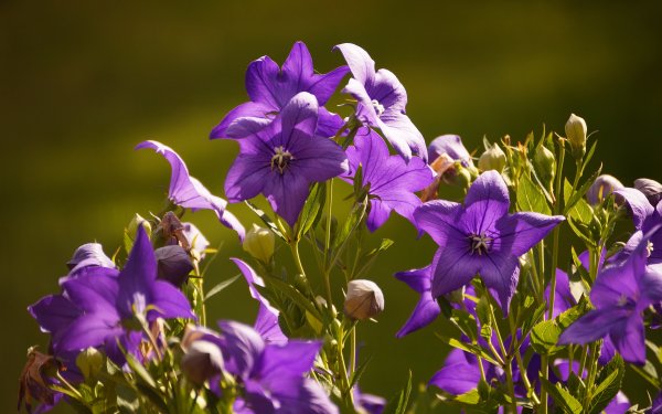 Nature Flower Flowers Purple Flower HD Wallpaper | Background Image