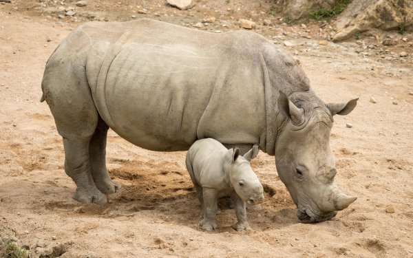 Animal Rhino Rhinoceros Baby Animal HD Wallpaper | Background Image