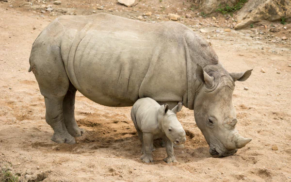 A baby rhino stands beside its mother in a sandy setting, showcasing the bond between these gentle giants. This HD image serves as a captivating desktop wallpaper or background.
