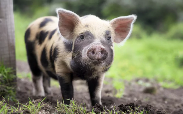 A charming piglet with distinctive black and brown spots stands in a grassy field, showcasing its playful nature. This HD desktop wallpaper brings a touch of the farm to your background.