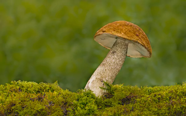 Close-up 8K Ultra HD image of a solitary mushroom growing from vibrant green moss with a blurred natural background, captured in sharp detail for PC desktop wallpaper.