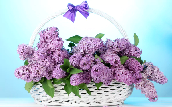  lavender lilacs in a basket